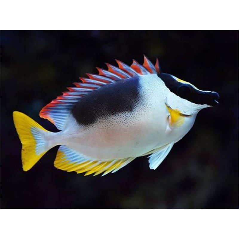 Siganus magnificus Magnificent rabbitfish M - imagine 3
